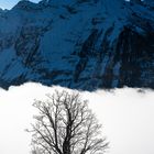 Baum vor Nebelwand