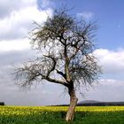 Baum vor Rapsfeld