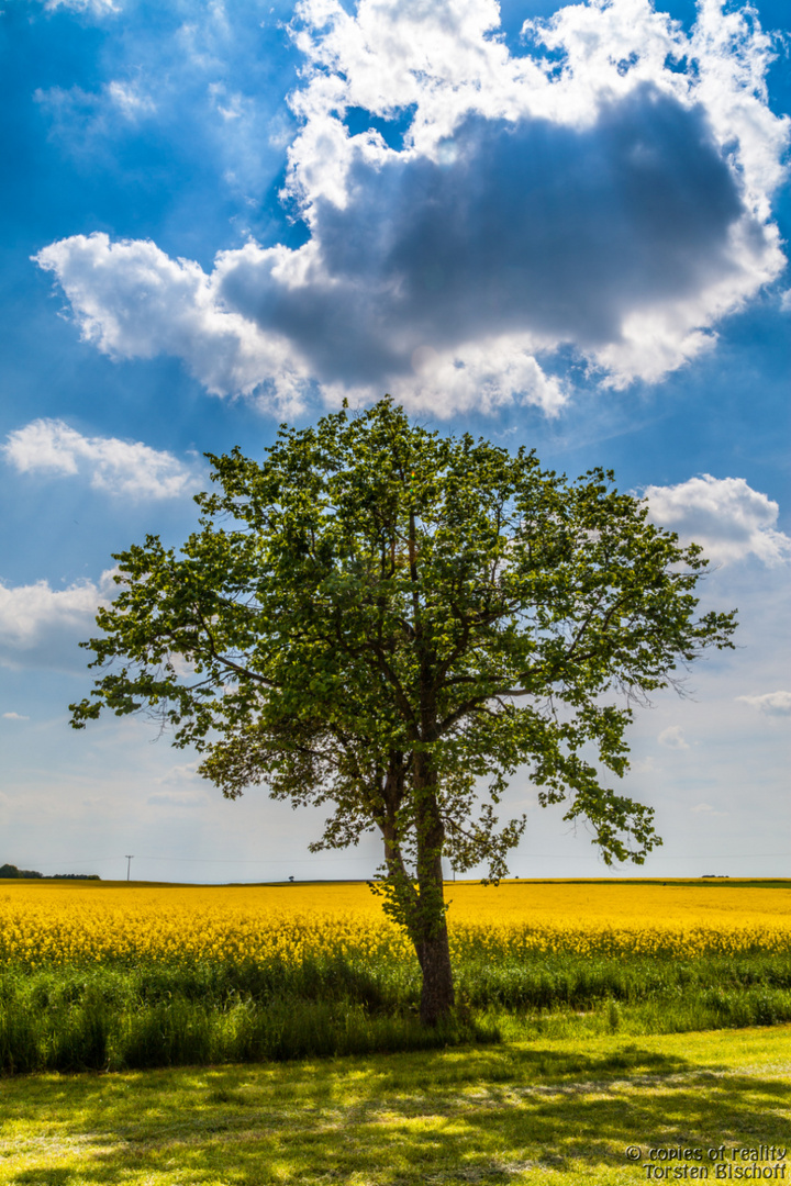 Baum vor Rapsfeld im Gegenlicht 01