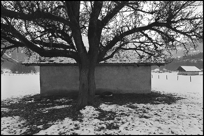 Baum vor Schopf