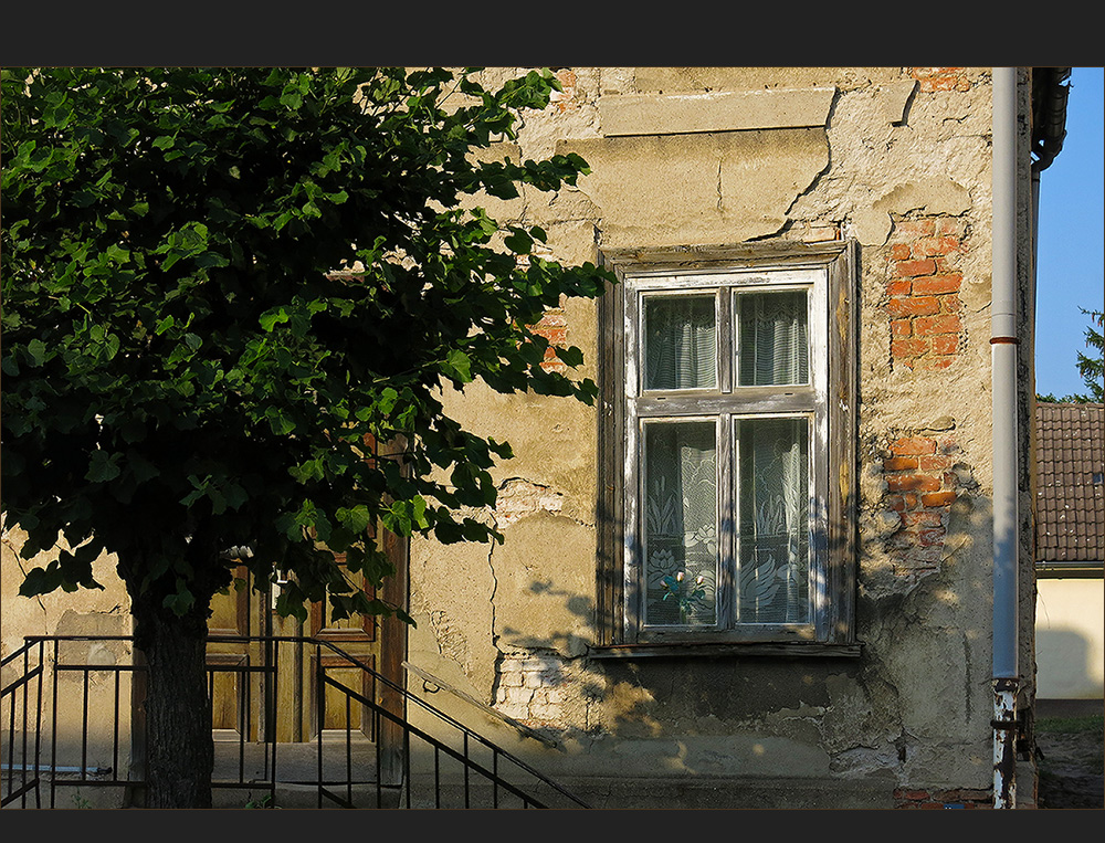 Baum vor Schwanengardinenfenster