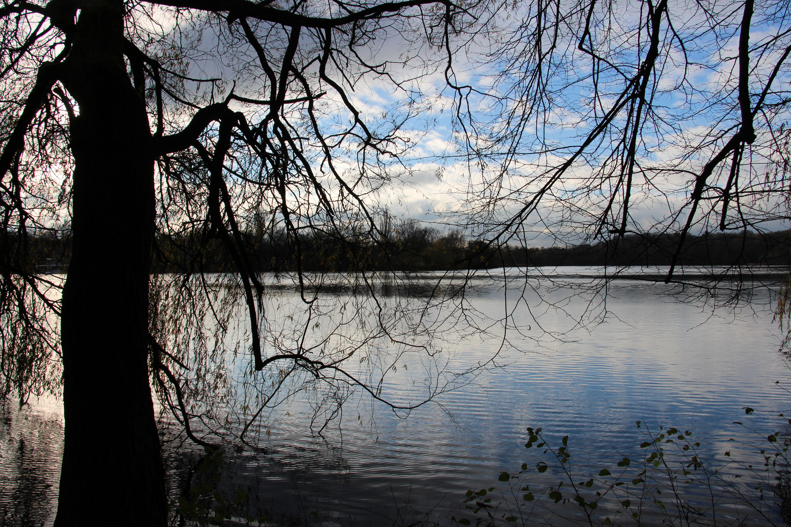 Baum vor See im Gegenlicht