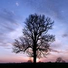 Baum vor Sonne