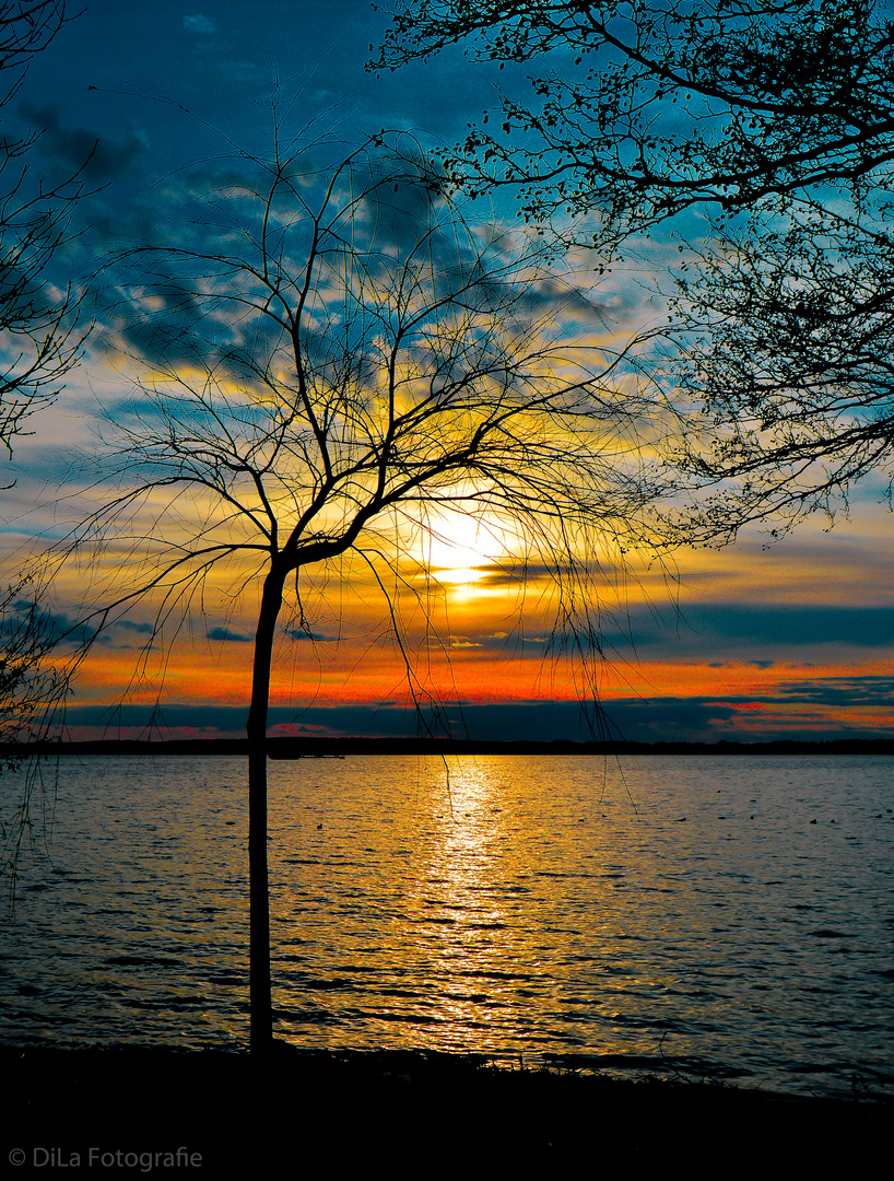 Baum vor Sonnenuntergang