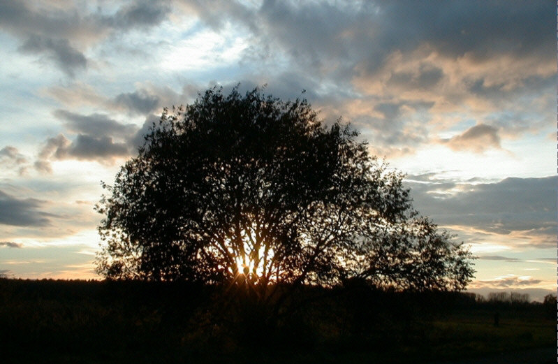 Baum vor Sonnenuntergang
