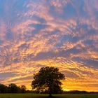 Baum vor Sonnenuntergang