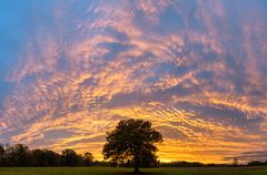 Baum vor Sonnenuntergang