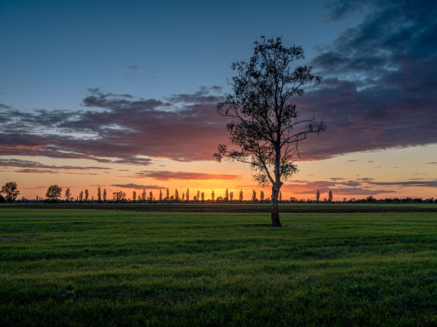 Baum vor Sonnenuntergang