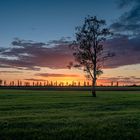 Baum vor Sonnenuntergang