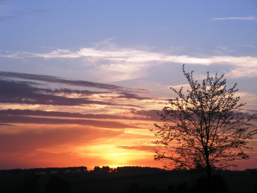 Baum vor Sonnenuntergang