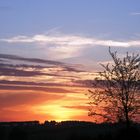 Baum vor Sonnenuntergang