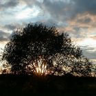 Baum vor Sonnenuntergang