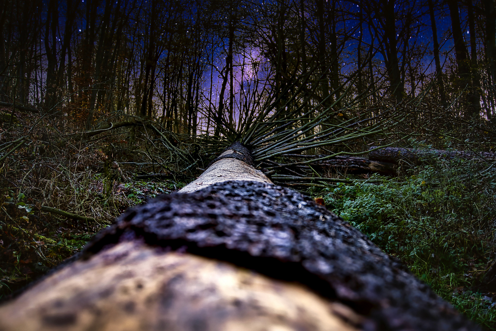 baum vor sternenhimmel