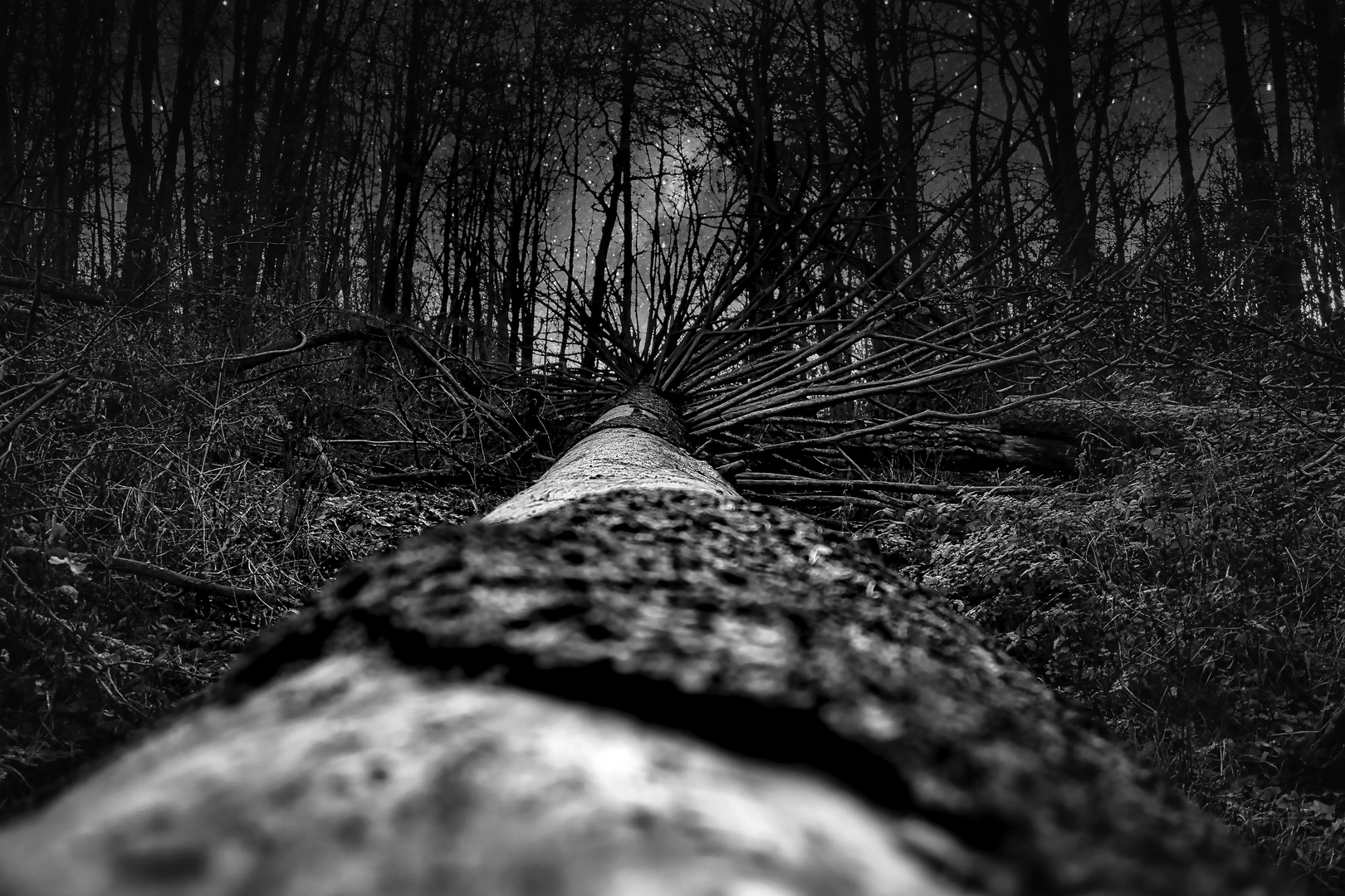 baum vor sternenhimmel SW