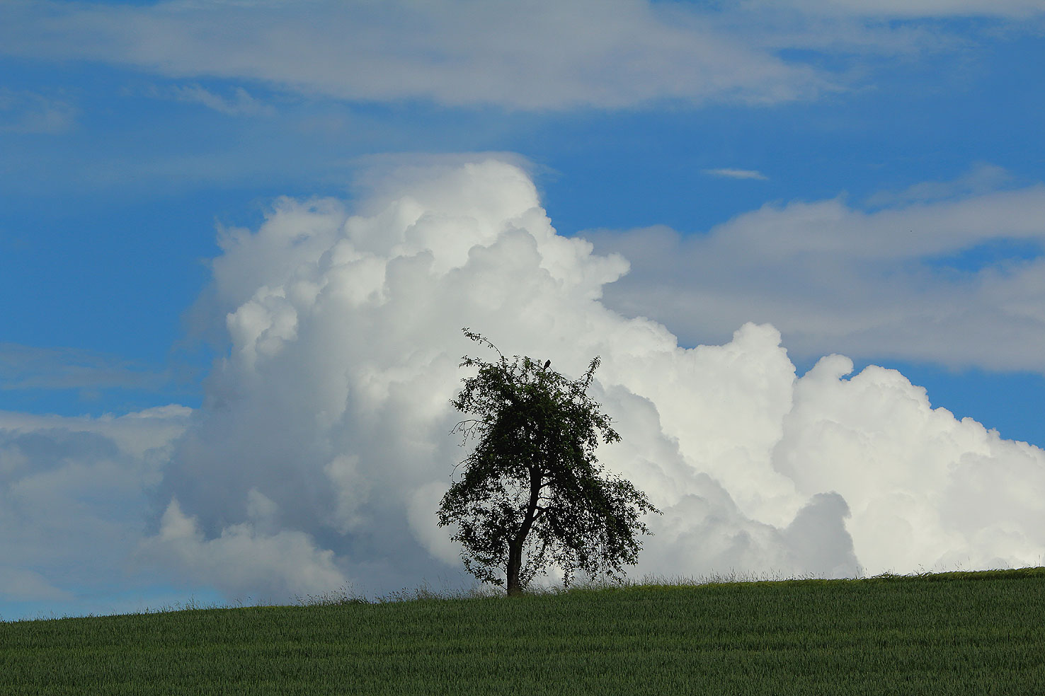 Baum vor Sturmwolken