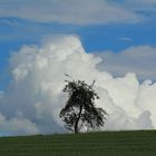 Baum vor Sturmwolken