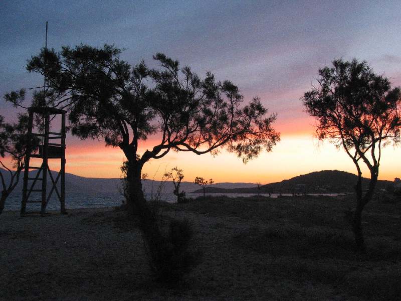 Baum vor Sunset