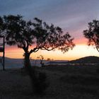 Baum vor Sunset