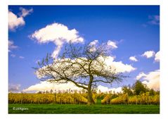 Baum vor Weinberg