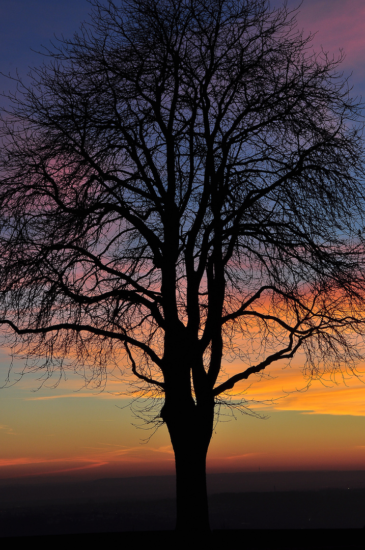 Baum vor winterlichem Abendhimmel