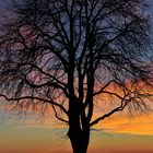 Baum vor winterlichem Abendhimmel