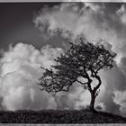 Baum vor Wolken