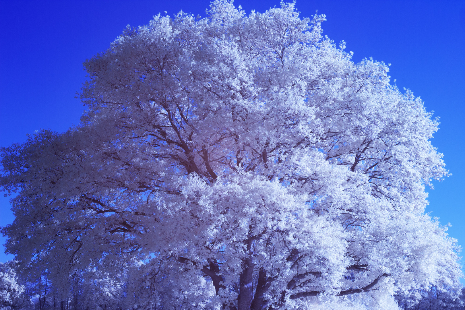 Baum vor wolkenlosem blauen Himmel (IR)