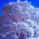 Baum vor wolkenlosem blauen Himmel (IR)