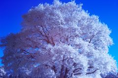 Baum vor wolkenlosem blauen Himmel (IR)