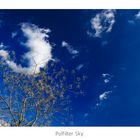 Baum vor wunderschönem blauem Himmel