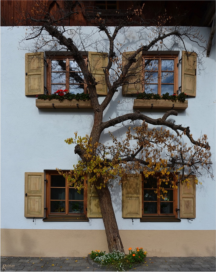 Baum vorm Haus