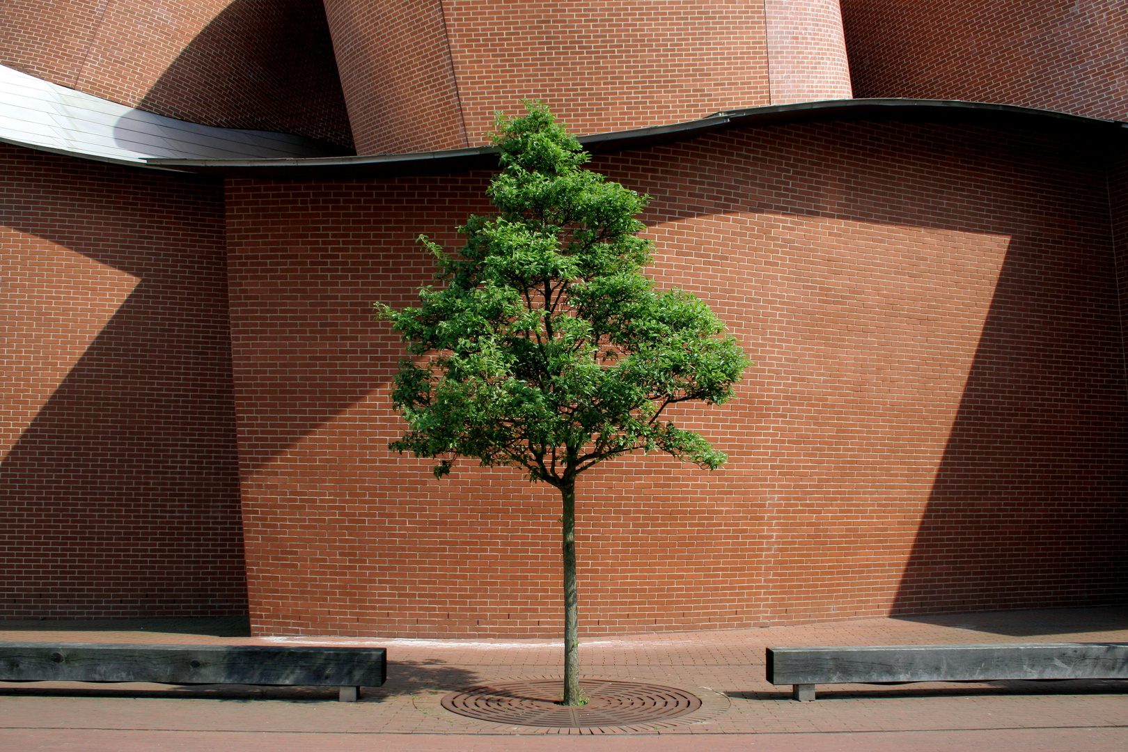 Baum vorm Museum Martha in Herford