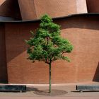 Baum vorm Museum Martha in Herford