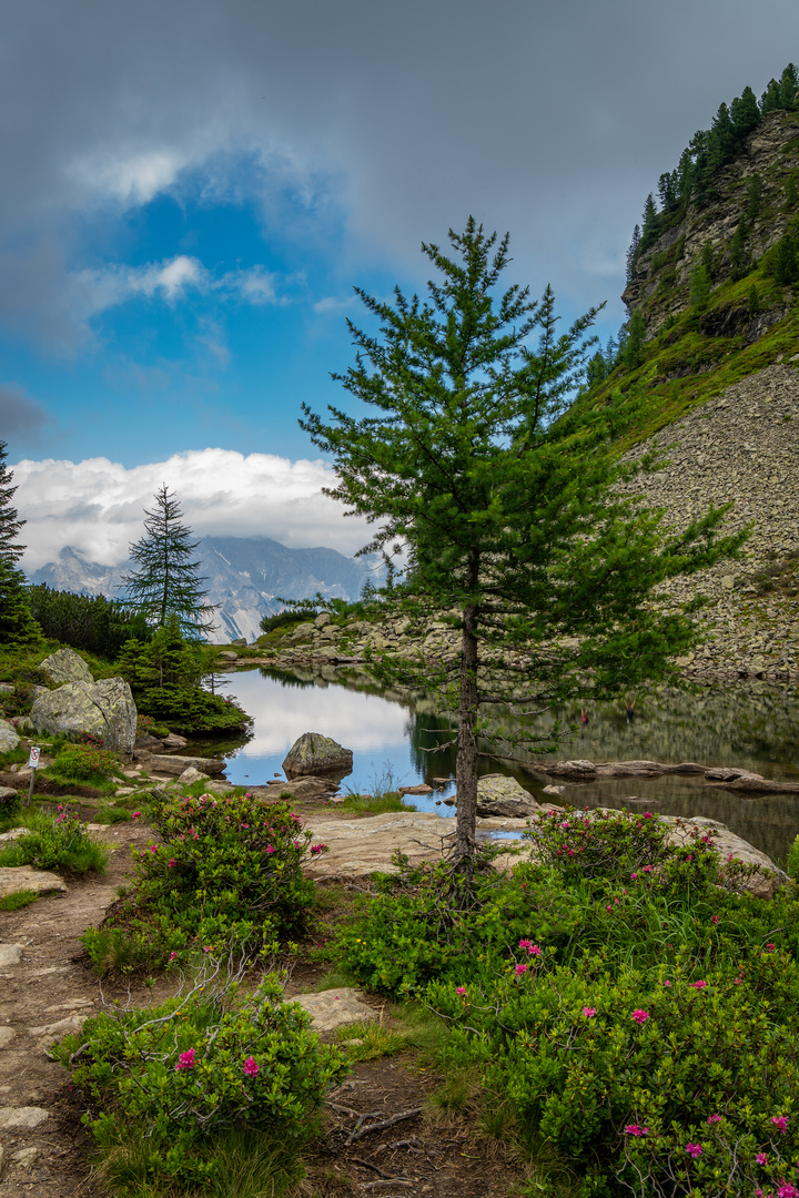 Baum vorm Spiegelsee