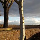 Baum vorne wie hinten