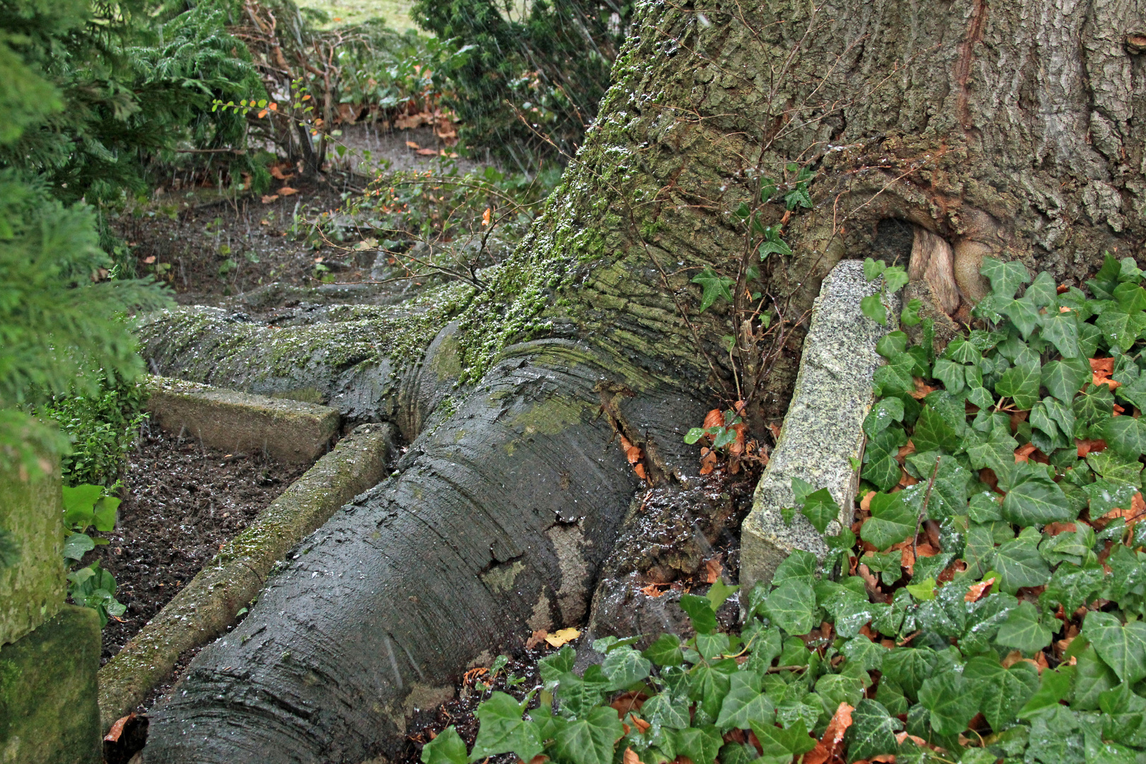 Baum vs. Beton und Stein