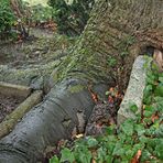 Baum vs. Beton und Stein