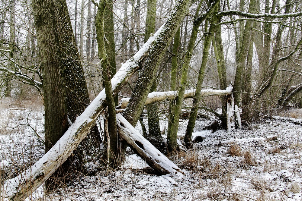 Baum waagerecht