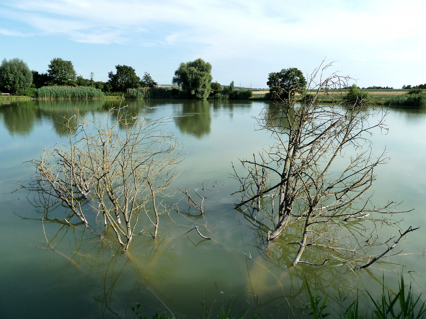 Baum wächst aus dem See - Baum unter Wasser