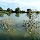 Baum wächst aus dem See - Baum unter Wasser