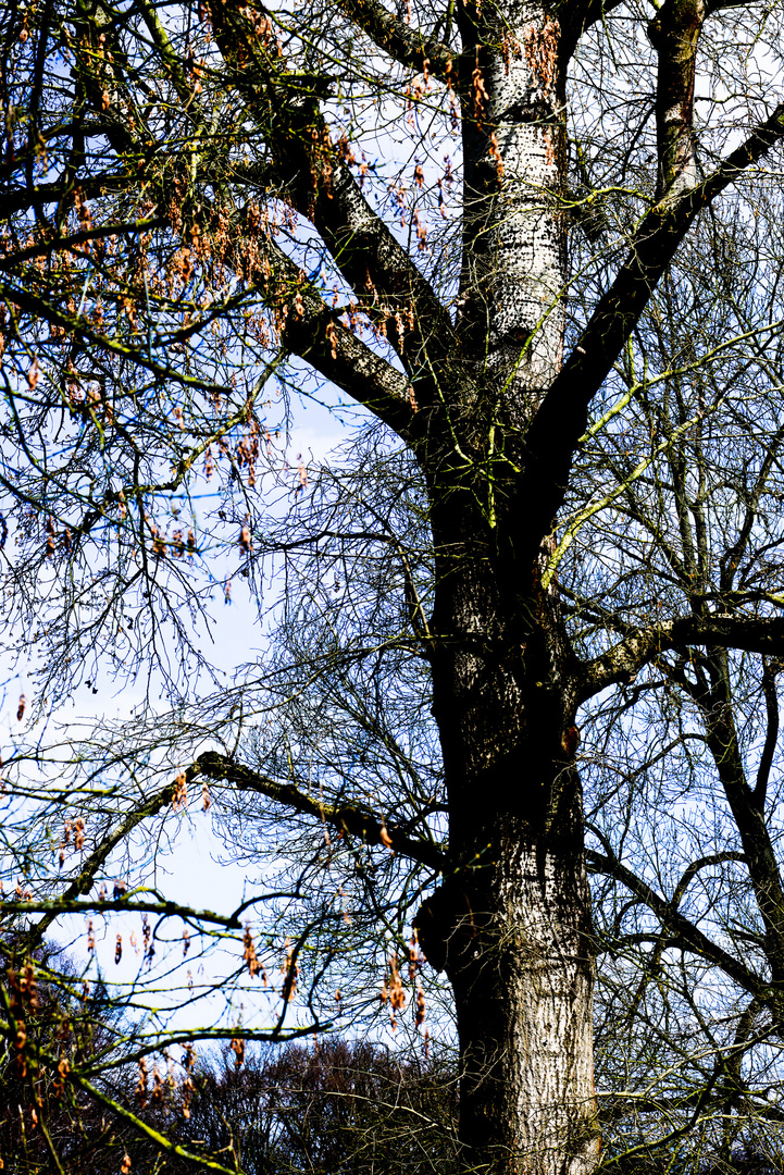 Baum - Waldpark - Mannheim