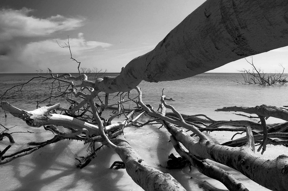 Baum, Wasser, Untergang