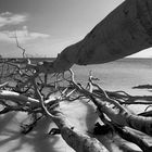 Baum, Wasser, Untergang