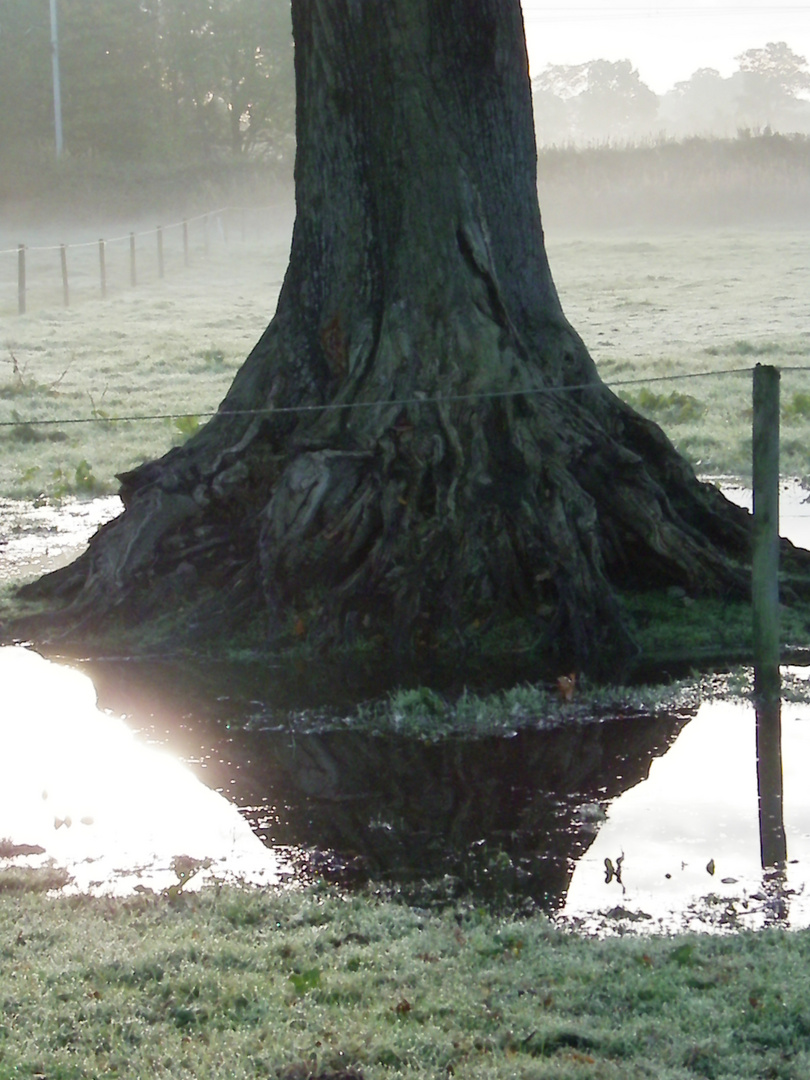 Baum Wasserspiegelung