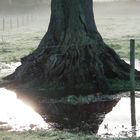 Baum Wasserspiegelung