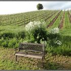 Baum - Weinberg - Bank