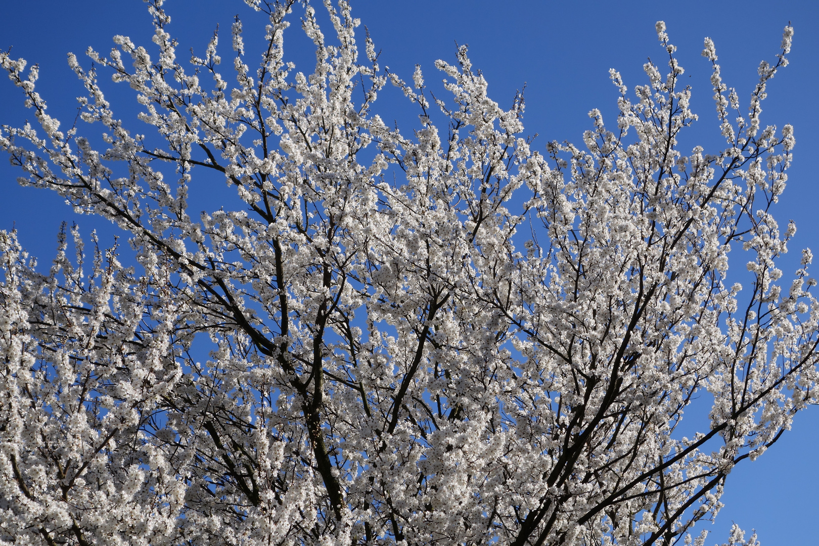 Baum, Weiß