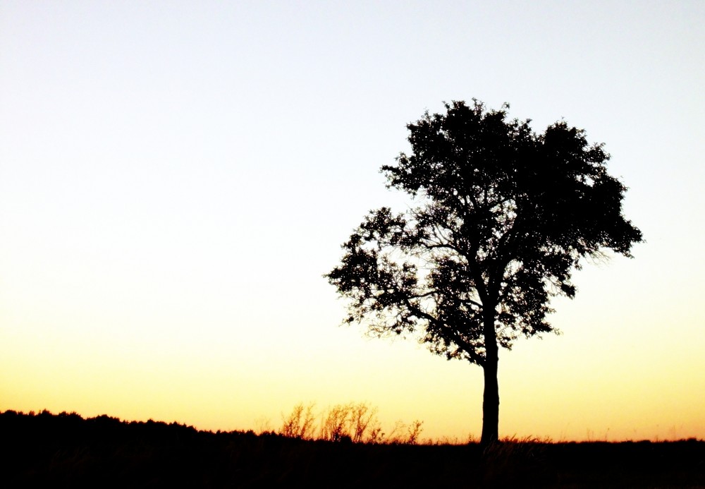 baum weiss orange