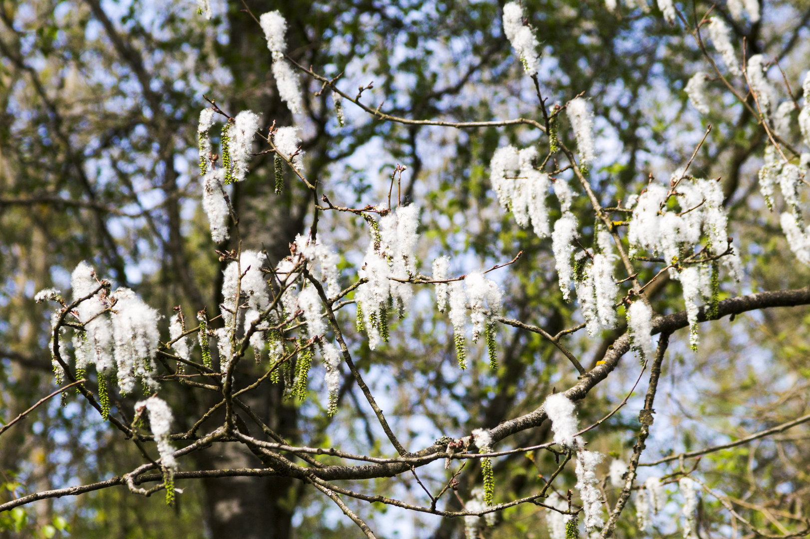 Baum weiße Pflaumflusen 