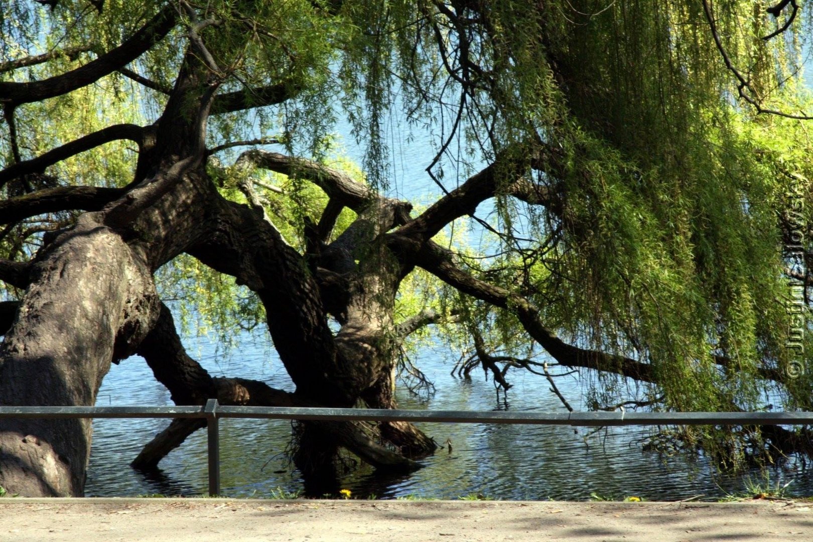 Baum Weißensee